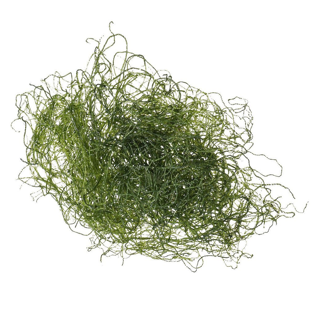 Macroalga Chaetomorpha