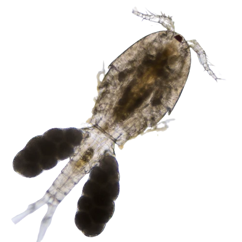 Copépodes Tisbe Biminiensis