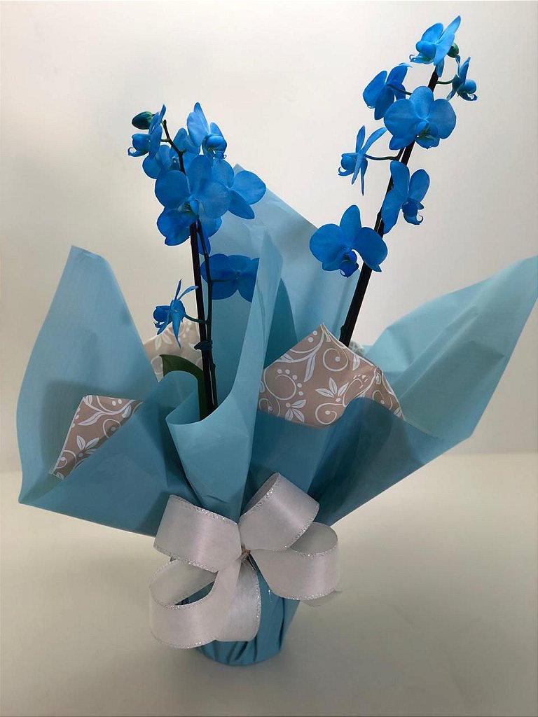 Orquidea Azul ( Colorida Artificialmente ) - Floricultura em BH - Buquê de  Rosas - Cestas de Café da Manhã - Cestas de Chocolate