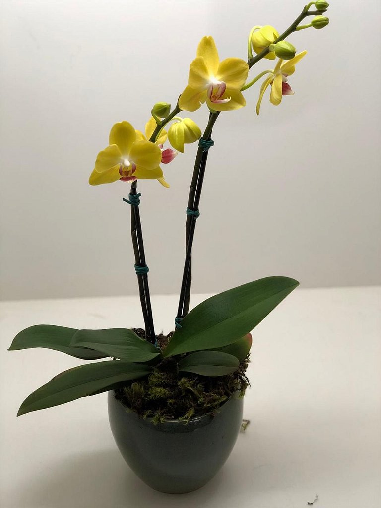 Orquídea Amarela no Cachepot de Porcelana - Floricultura em BH - Buquê de  Rosas - Cestas de Café da Manhã - Cestas de Chocolate