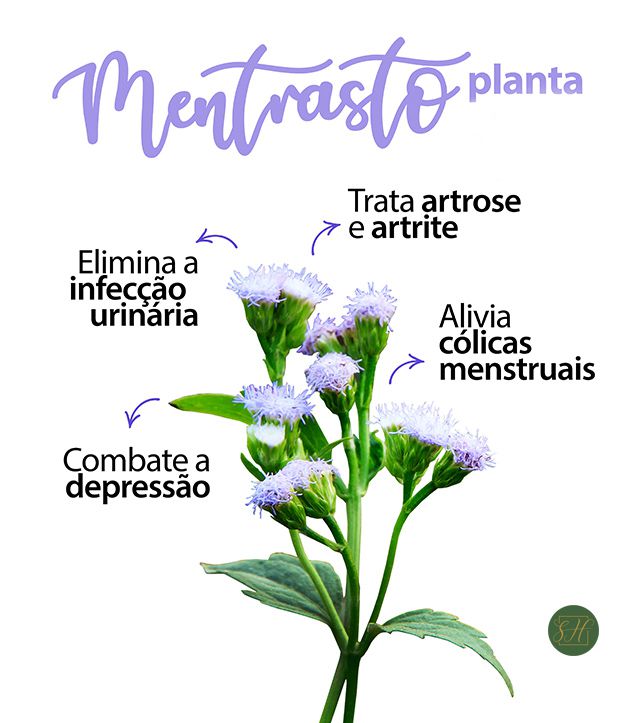 CH DE MENTRASTO Ageratum Conyzoides ERVA DE S O JO O COM