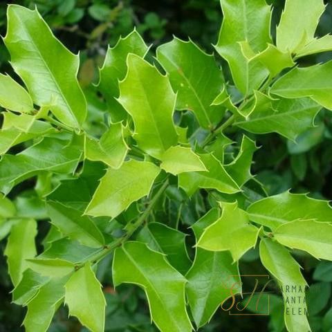 CH ESPINHEIRA SANTA EM P Maytenus Ilicifolia COM LAUDO DE