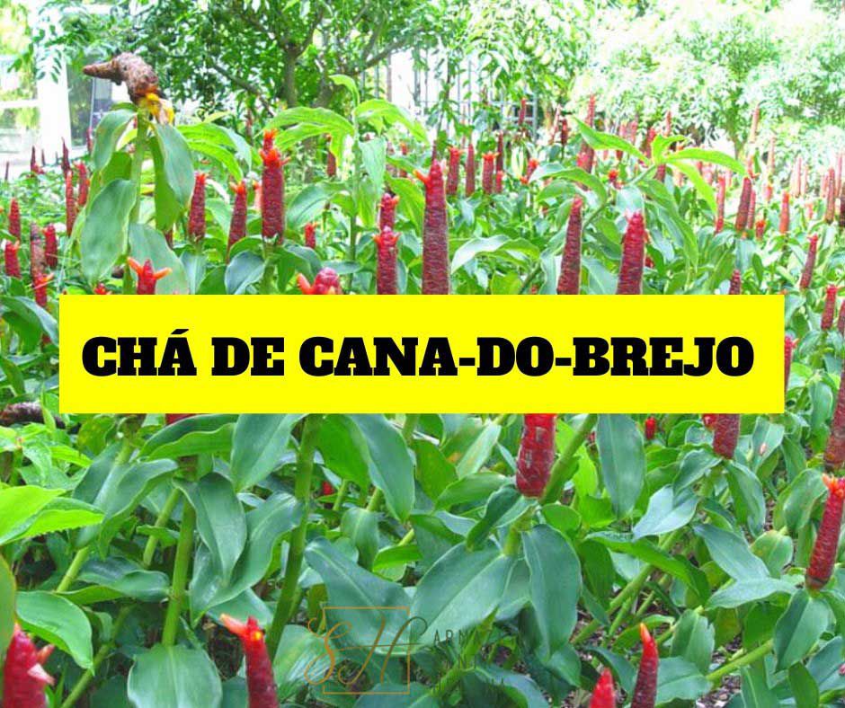 CH DE CANA DO BREJO Costus Spicatus COMLAUDO DE QUALIDADE