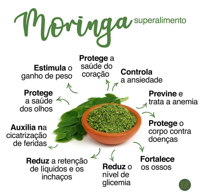 CH DE MORINGA EM P Moringa Oleifera Armaz m Santa Helena