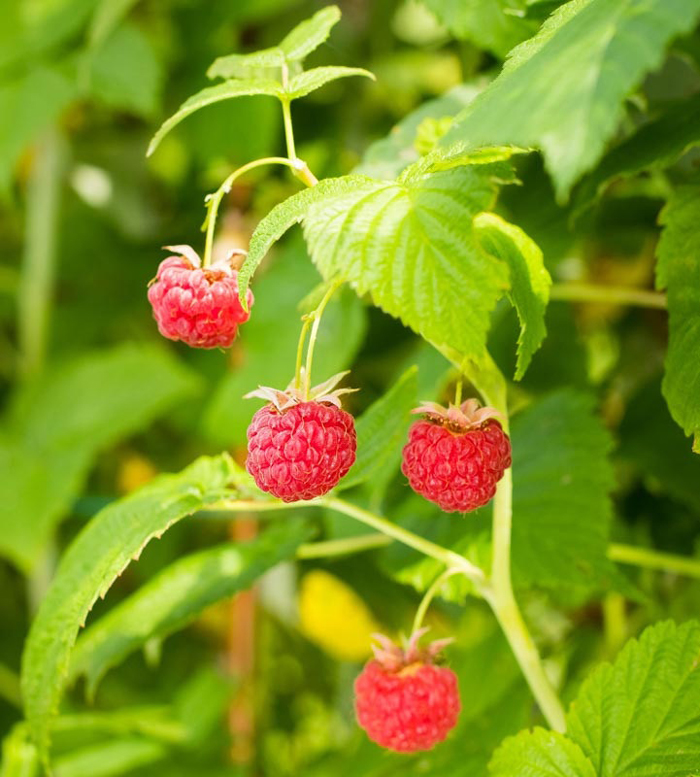 CH DE FRAMBOESA Rubus Idaeus Armaz m Santa Helena Gr os