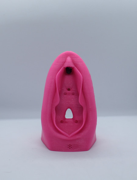 Vulva Educativa Pequena Modelo Anatômico 3D