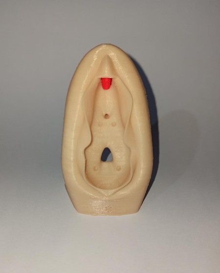 Vulva Educativa Pequena Modelo Anatômico 3D