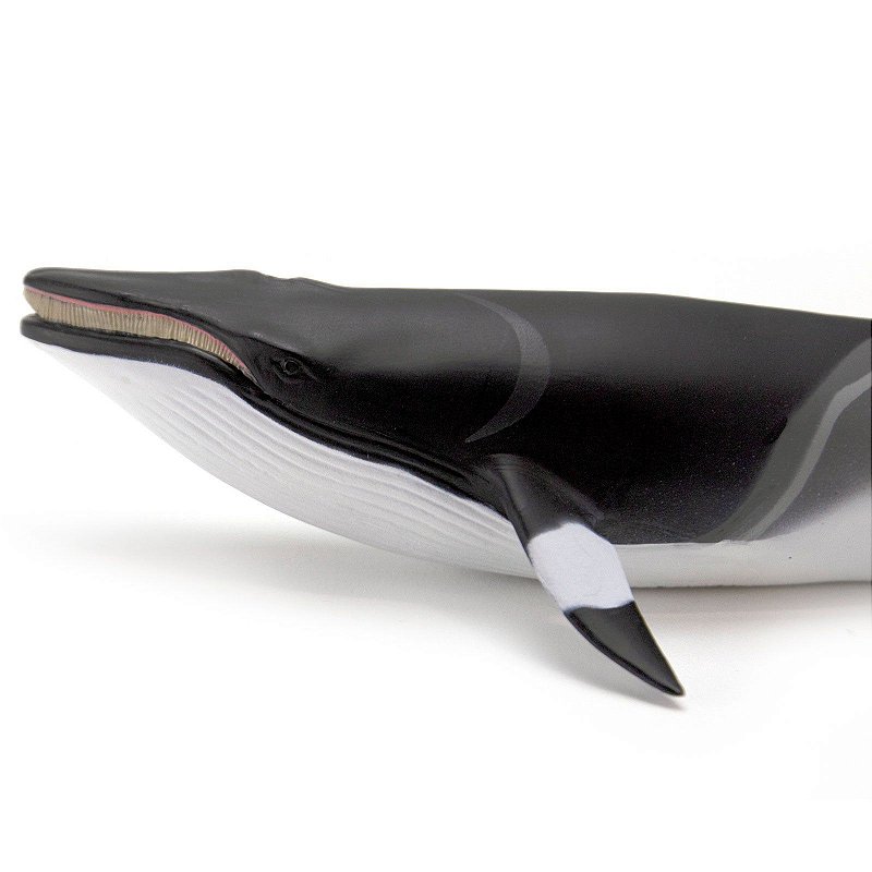 Figura Baleia Minke Safari Ltd.