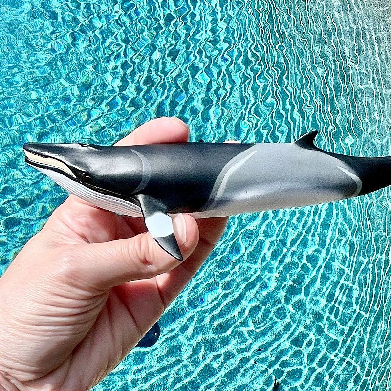 Figura Baleia Minke Safari Ltd.