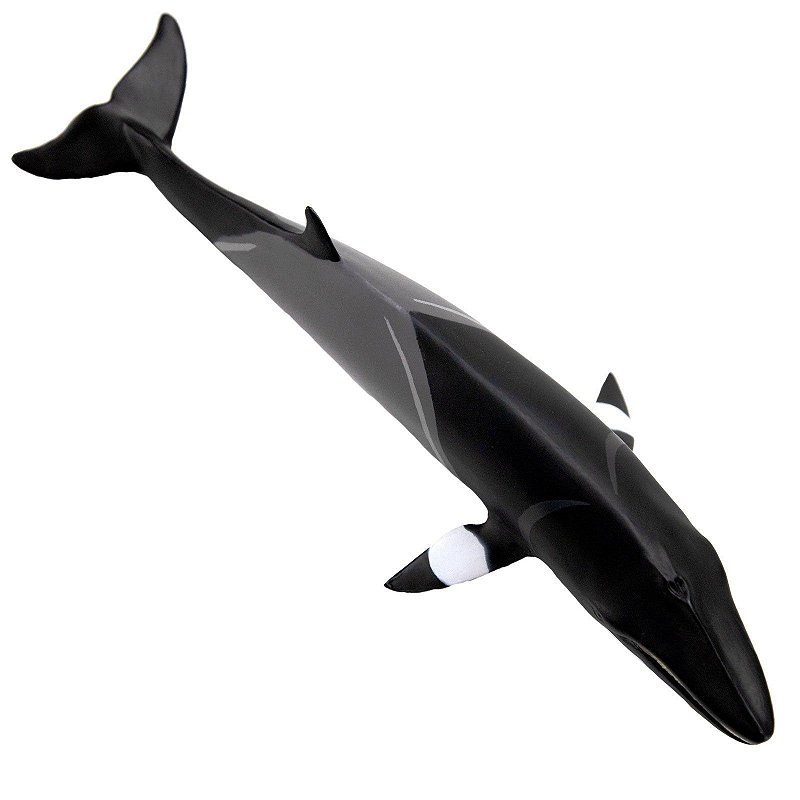 Figura Baleia Minke Safari Ltd.