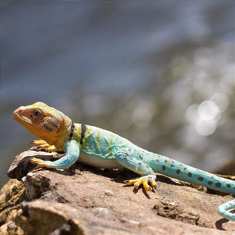 Figura Lagarto-De-Colar Safari Ltd.