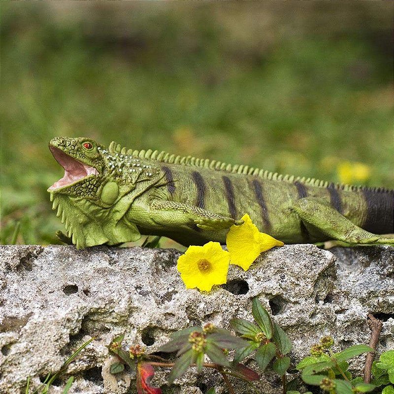 Figura Iguana Safari Ltd.