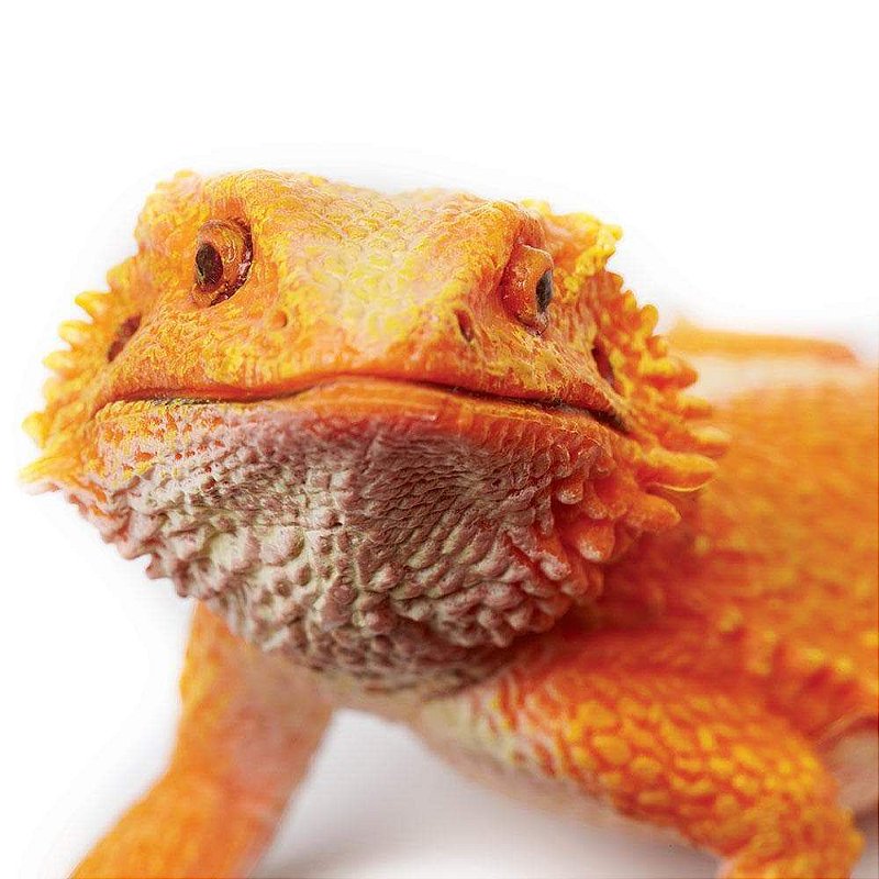 Figura Lagarto Pogona (Dragão-Barbudo) Safari Ltd.