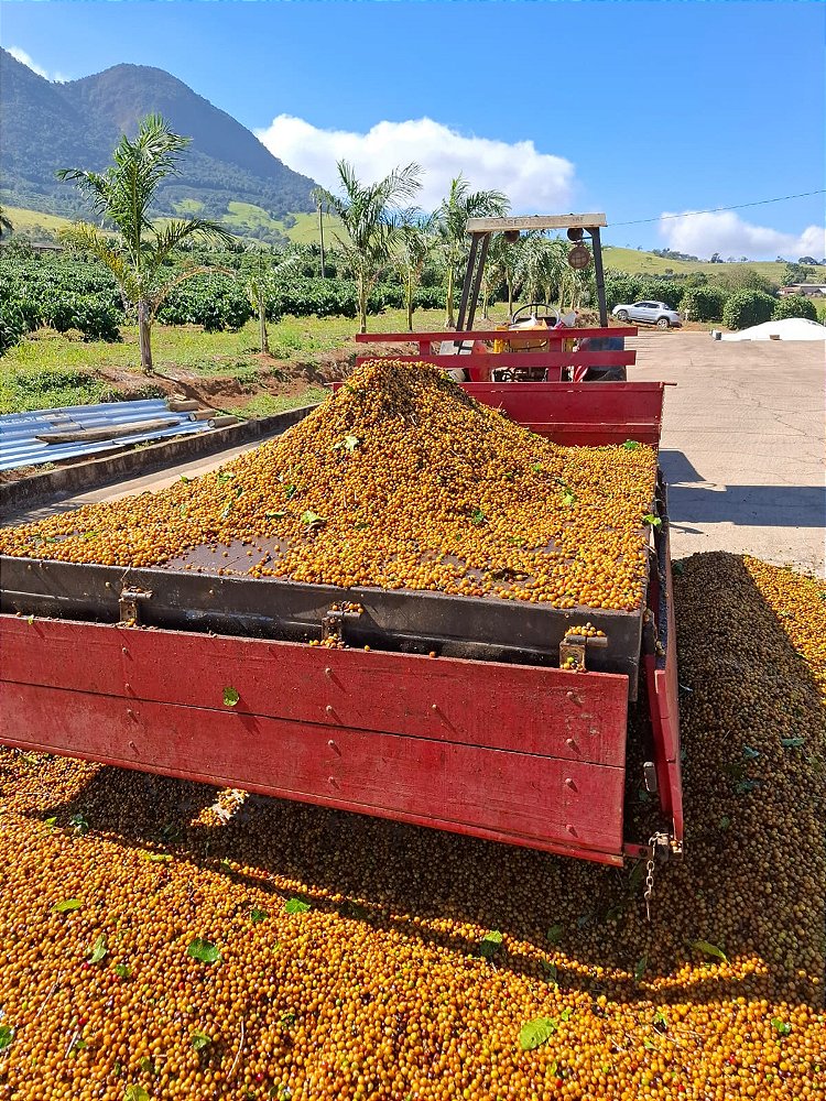 Café Especial Fazenda Sta Bárbara - Arara