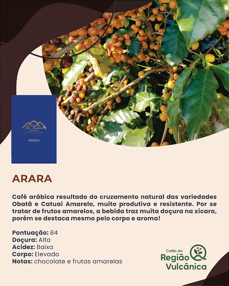 Café Especial Fazenda Sta Bárbara - Arara