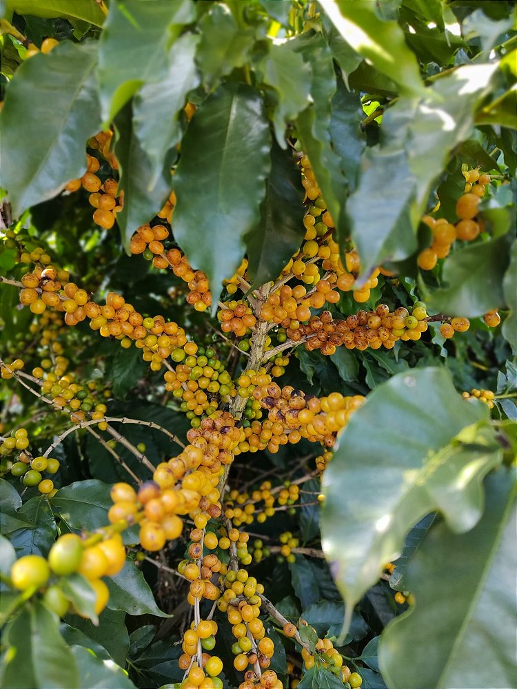 Café Especial Fazenda Sta Bárbara - Arara