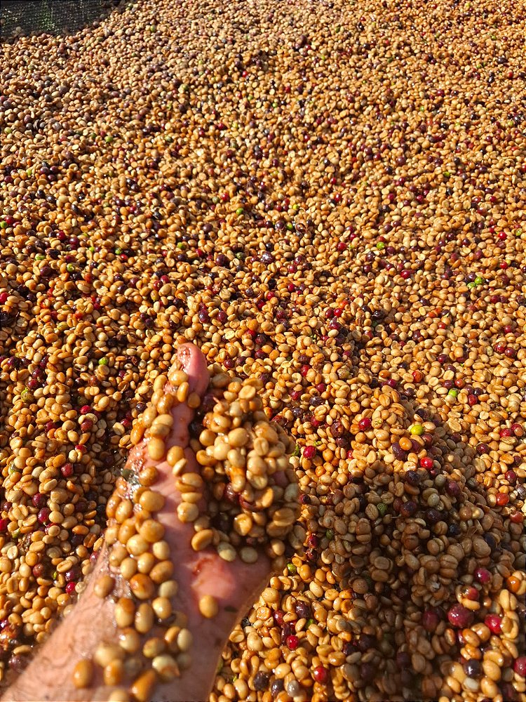 Café Especial Fazenda Sta Bárbara - Honey Coffee