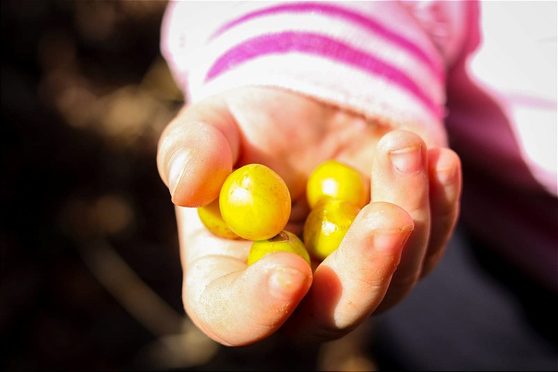 Café Especial Fazenda Sta Bárbara - Catuaí Amarelo