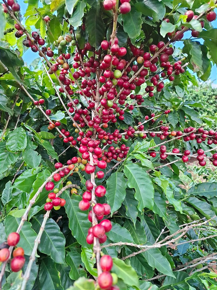 Café Especial Fazenda Sta Bárbara - Mundo Novo