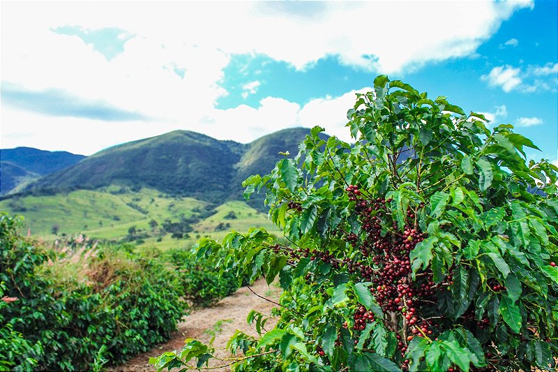 Café Especial Fazenda Sta Bárbara - Mundo Novo