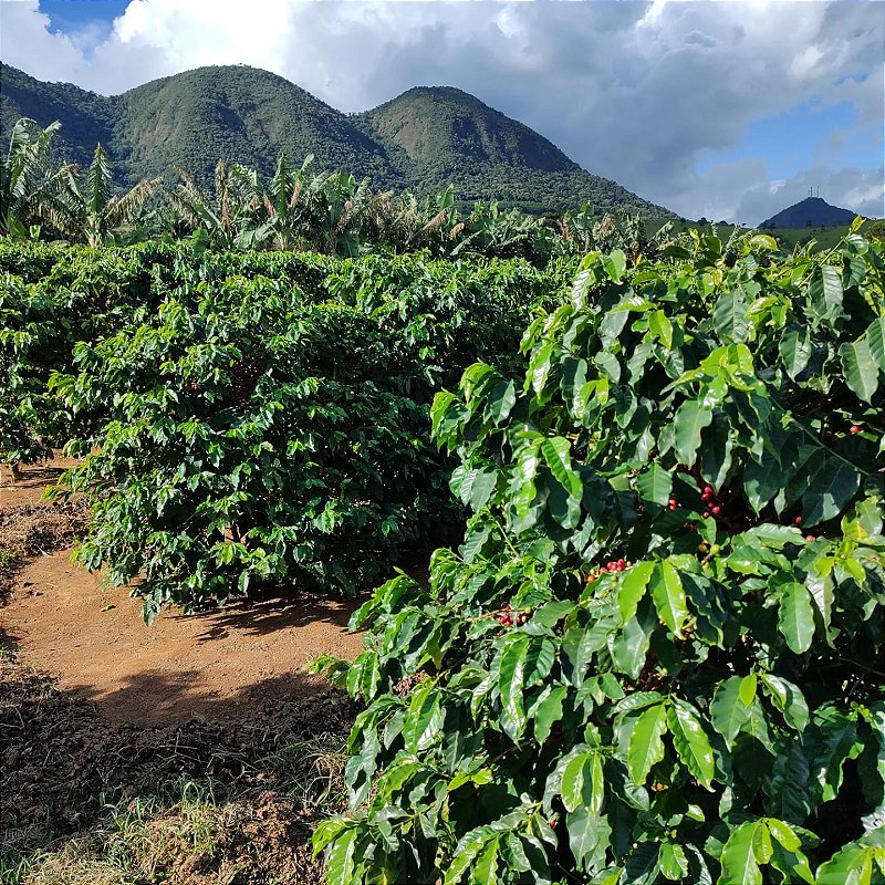 Café Especial Fazenda Sta Bárbara - Dark Roast
