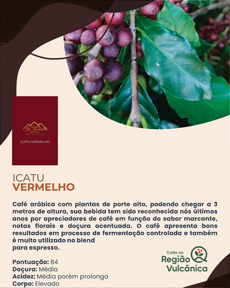 Café Especial Fazenda Sta Bárbara - Icatu Vermelho