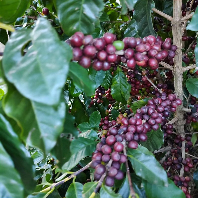 Café Especial Fazenda Sta Bárbara - Icatu Vermelho