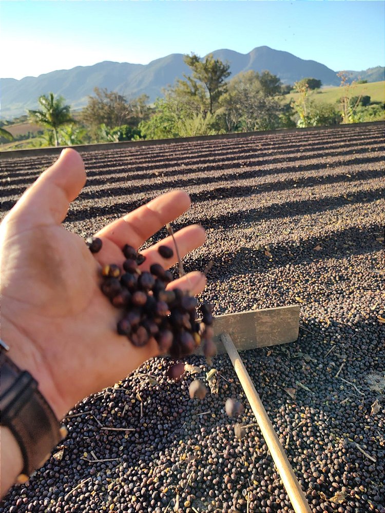 Café Especial Fazenda Sta Bárbara - Icatu Vermelho