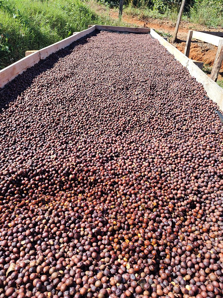 Café Especial Fazenda Sta Bárbara - Microlote Fermentação Controlada