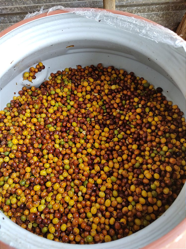 Café Especial Fazenda Sta Bárbara - Microlote Fermentação Controlada
