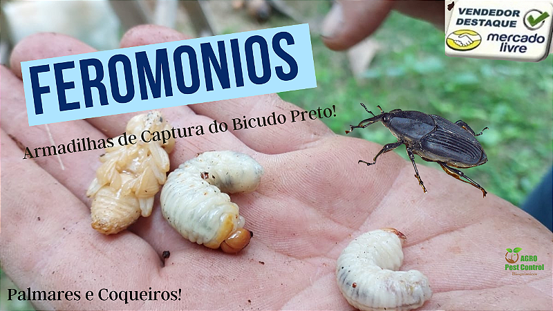 feromonio Rinconforol para Armadilhas Pet broca dos coqueiros