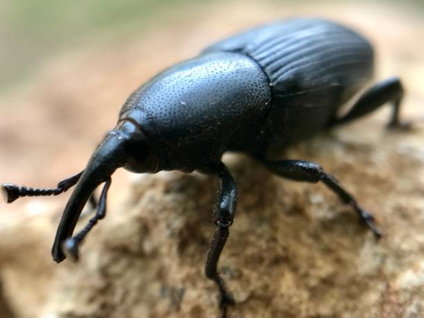 feromonio Rinconforol para Armadilhas Pet broca dos coqueiros
