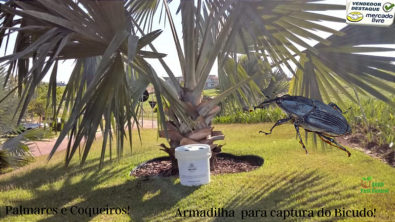 feromonio Rinconforol para Armadilhas Pet broca dos coqueiros