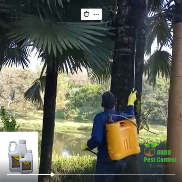 T100 produto sistêmico no combate das brocas dos coqueiros