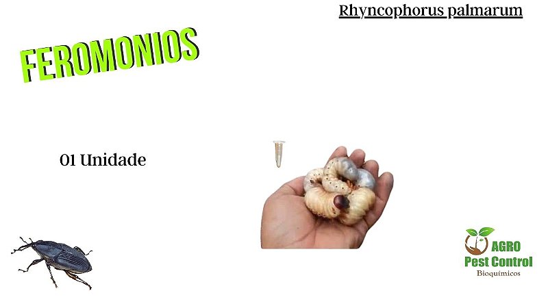T100 produto sistêmico no combate das brocas dos coqueiros