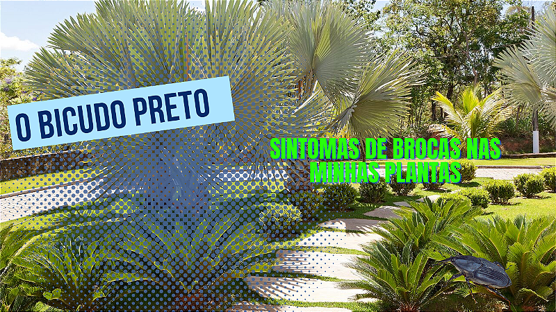 Produto para combater as brocas T100
