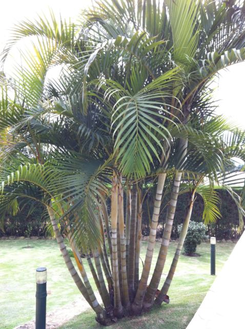 Produto para combater as brocas T100