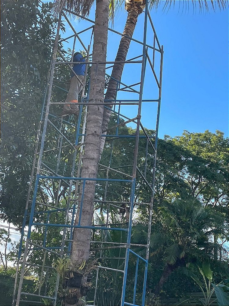T100 produto sistêmico no combate das brocas dos coqueiros lt