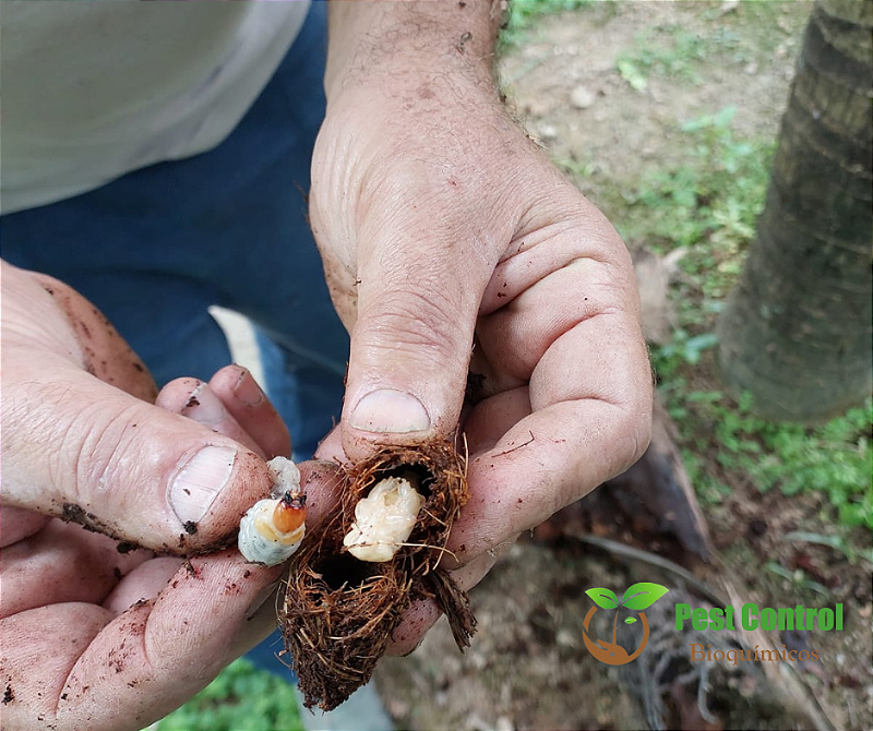 Produto para combater larvas e brocas bicudos em viveiros,jardins e jardinagem.