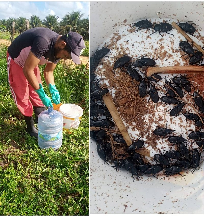 Produto para combater larvas e brocas bicudos em viveiros,jardins e jardinagem.