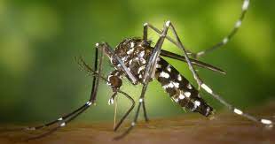 BTI combate mosquitos pernilongos aedes