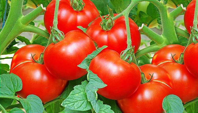 feromonio Tuta absoluta feromonio da traça dos tomates