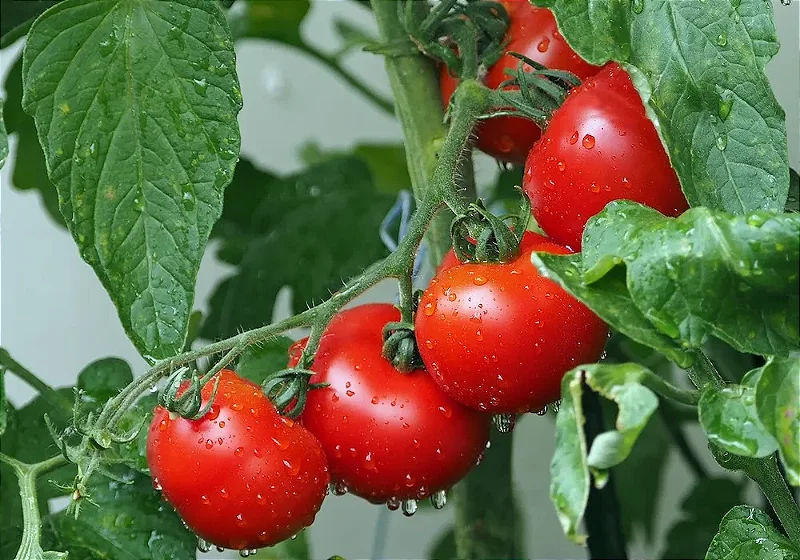 feromonio Tuta absoluta feromonio da traça dos tomates