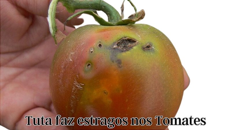 feromonio Tuta absoluta feromonio da traça dos tomates