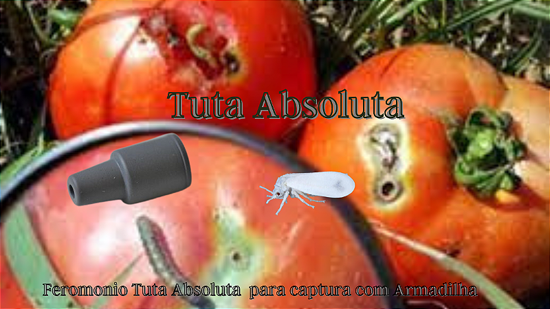 tuta traça do tomate feromonio armadilhas