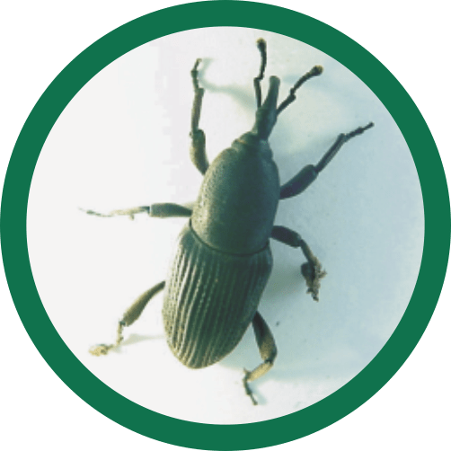 Moleque da Bananeira feromonio para armadilhas