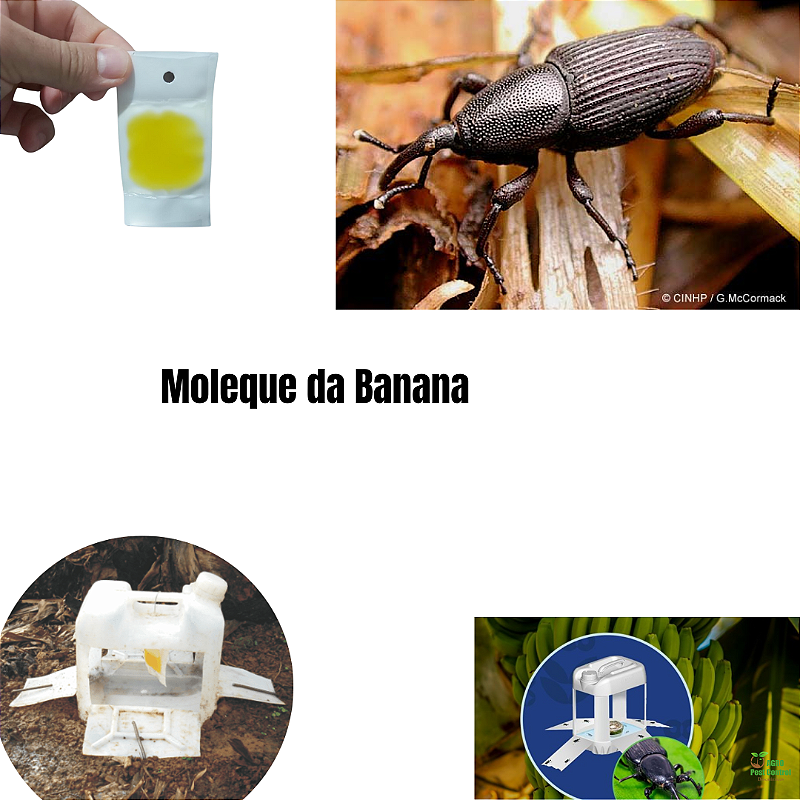 feromonio Moleque da Bananeira para armadilhas atrativo