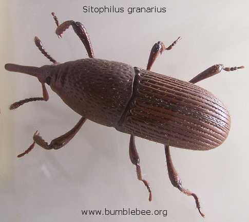 Garuncho Trigo Feromonio Captura Sitophilus Granarius