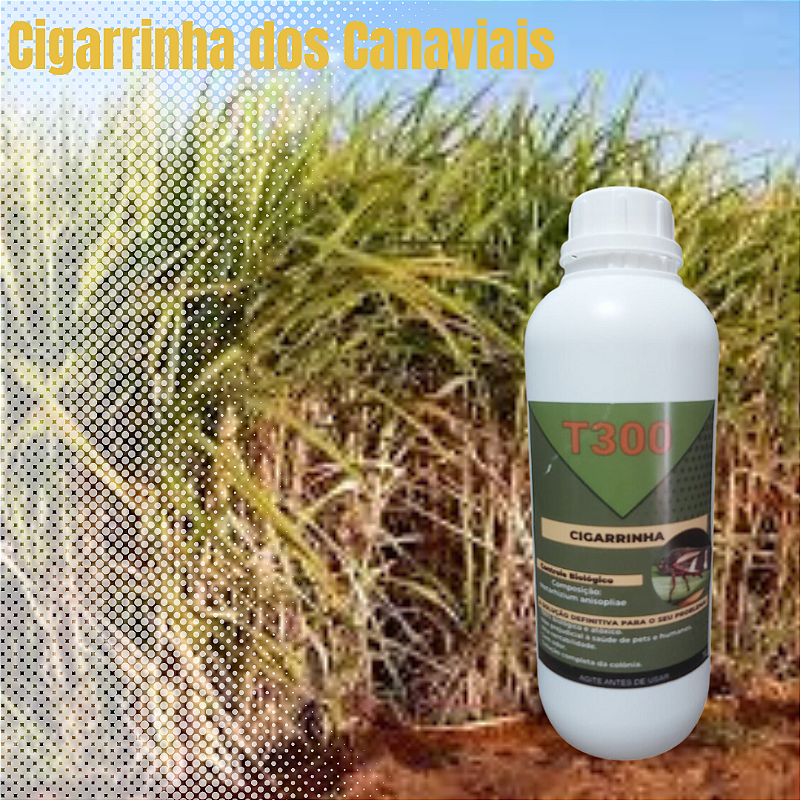 cigarrinhas Controle Da Cigarrinha Da Pastagem grama milho e cana