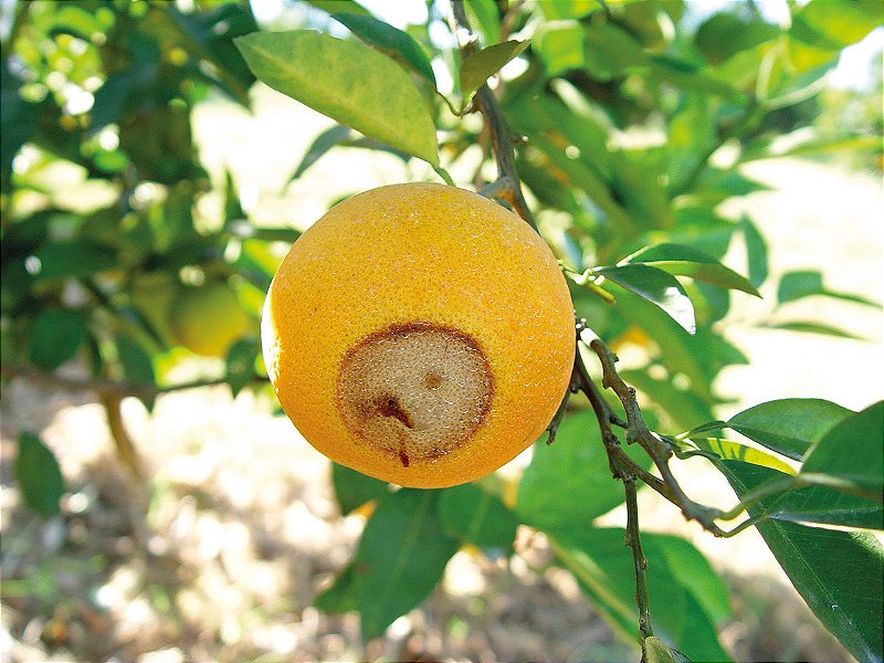 Atrativo Para Captura E Monitoramento Das Moscas Das Frutas